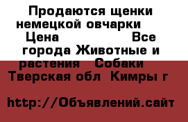 Продаются щенки немецкой овчарки!!! › Цена ­ 6000-8000 - Все города Животные и растения » Собаки   . Тверская обл.,Кимры г.